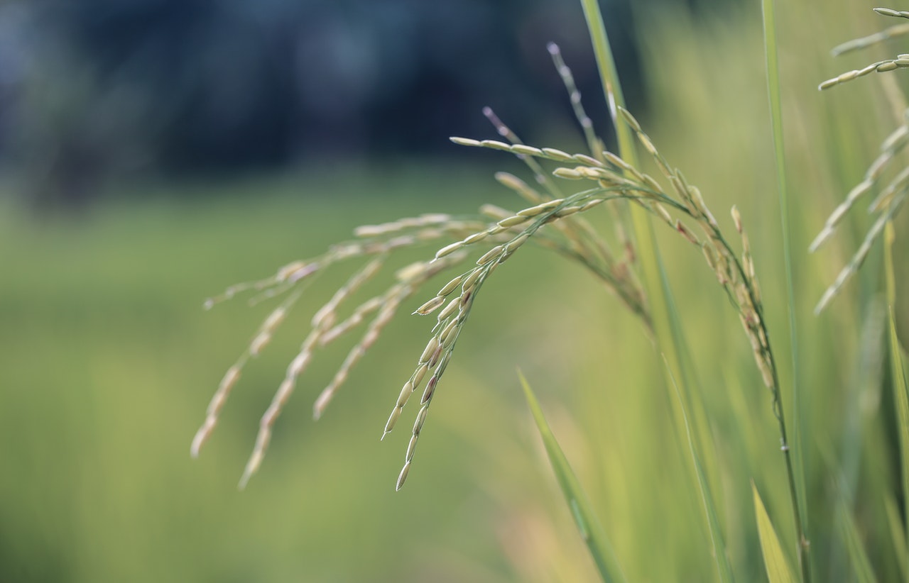 Alakli Activated Rice Husk Ash Concrete